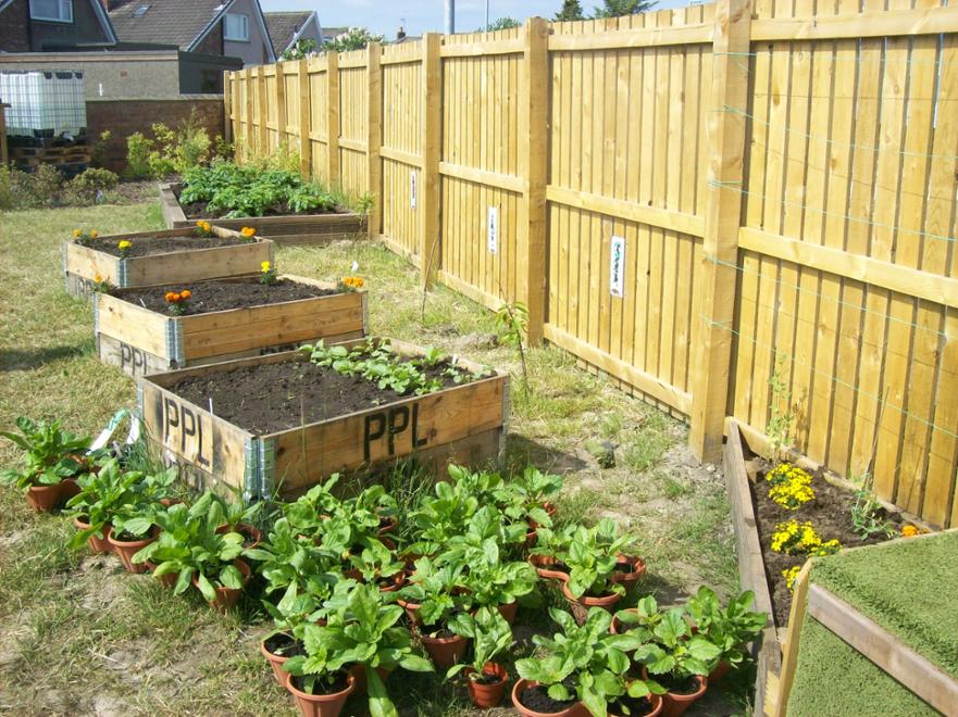Tatties waiting for harvest!